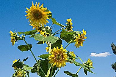 《十三机兵防卫圈》NS版发售预告 4月14日上线